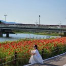 광주 근교 장성 황룡강 축제 길동무 꽃길 축제 방문 후기