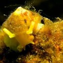 연체동물 - 복족綱 - 진후새류 - 우산군소붙이科 - 노란우산군소붙이 이미지