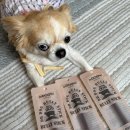 틱독 | [강아지 간식 추천] 하리와 함께한 닥터독 '한우 블리스틱' 솔직후기