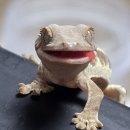 순풍동물병원 | [파충류] 크레스티드게코 난포정체 완치 후기