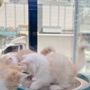 영캣하우스&제이엠테크