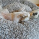 개팔자 상팔자 이미지