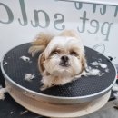 궁댕이 애견미용실 이미지