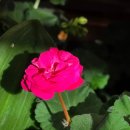 행복한 꽃 이미지