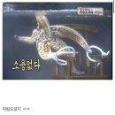 불가사리 이미지