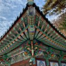 용문 애견 이미지