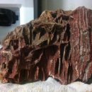 화석(규화목) 이미지