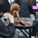 애견미용 이미지