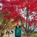 외국인학교-1구간 | 화담숲 예약 취소표로 모노레일 타고 본 실시간 단풍 풍경