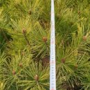 사비농장 이미지