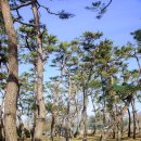 칠곡면신포숲 이미지