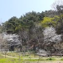 솜다리반, 나팔꽃반의 4월 1주 숲놀이터 이야기 이미지