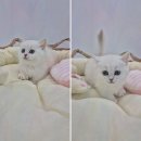 창원고양이분양 퍼스트캣 창원점 | 행복한 반려묘를 원한다면 창원고양이분양 퍼스트캣 창원점으로!