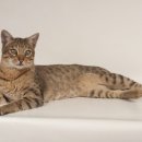 샤인고양이메디컬센터 이미지