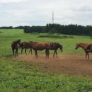 이주목장 이미지