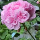 더숲엔젤 이미지