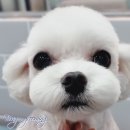 봉 그루밍 이미지