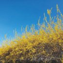 구리전통시장_낭만청춘거리 | 경기도 개나리 개화 시기 맞춰 떠나는 3월 봄꽃 구경 명소 베스트 10 드라이브 코스 및 숨은 꽃길 명당...