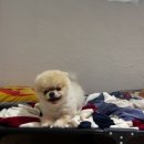 케니애견돌봄센터 이미지