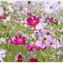 대황강자연휴식공원 이미지