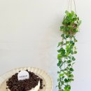 중산동 1959-2 주변 녹지 | 대한민국 최초 치즈토굴, 임실 예쁜카페🧀🍰 디디에 (+지정환신부님 생가)