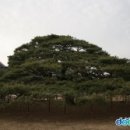 청도 운문사 처진소나무[ Weeping Pine Tree of Unmunsa Temple, Cheongdo , 淸道 雲門寺 처진소나무 이미지