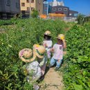 7월9일 방울토마토수확&amp;활동이야기 이미지