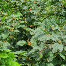 장척농장 이미지