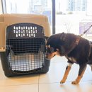 금비켄넬 이미지