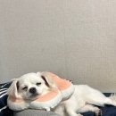 삼진카센타 이미지