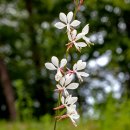 가우라꽃(Gaura) 이미지