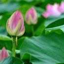 신평저수지 이미지