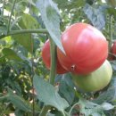 형제농장1 이미지