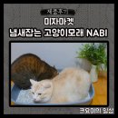 [제품후기]냄새제거 국내생산 벤토나이트추천, 미자마켓 냄새 잡는 고양이모래