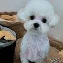 고려 애견 미용실 이미지