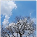 영풍 단촌리 느티나무 이미지