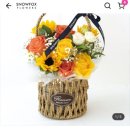 스노우폭스제주 이미지