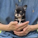 부산강아지분양 테디럽 명지본점 이미지