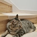 딩글딩글고양이 이미지