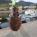 거제 칠천도 가족 펜션 무찬펜션 수영장 거제도 단체 숙소