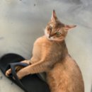 바비샵에반하다