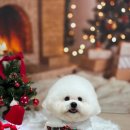 댕실댕실 이미지