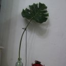 송화세탁소 이미지