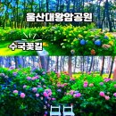 울산 대왕암공원 수국 명소 6월 개화 모습과 7월 꽃길 위치