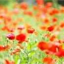 어느 맑은 날 이미지