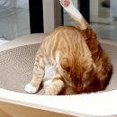 그루밍쇼 이미지