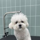 무거동 강아지 미용실 이미지