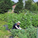 노을이슬 이미지