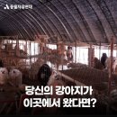 당신의 강아지가 이곳에서 왔다면? (강아지 번식장) 이미지