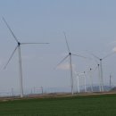 영광잔디 이미지